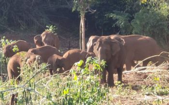 อุทยานฯทองผาภูมิ ผลักดันช้างกลับป่า คาดหาแหล่งอาหารที่อยู่ใหม่-ลูกช้างเพิ่งเกิด