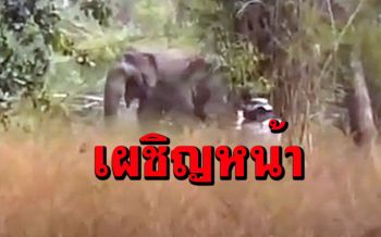 (คลิป)เผชิญหน้า\'ช้างสีดอ\'ตกมันลุยเดี่ยวออกนอกพื้นที่เขตรักษาพันธุ์สัตว์ป่าสลักพระ