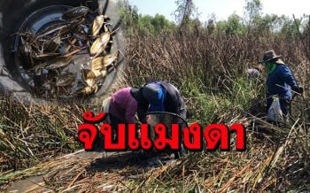 น่าทึ่ง! ชาวบ้านรวมกลุ่มช้อนแมงดาตามแหล่งน้ำธรรมชาติขายได้วันละกว่าพันบาท