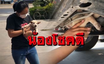 มายังไง? ลูกหมาติดใต้ท้องรถ กว่าจะรู้ลากไปไกลกว่า 50 กิโล สุดท้ายคนขับรับเลี้ยงเอง