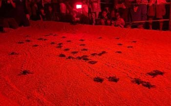 ลูกเต่ามะเฟืองน้อยรังที่7หาดบางขวัญลืมตาดูโลก ปล่อยลงทะเลแล้ว72ตัว