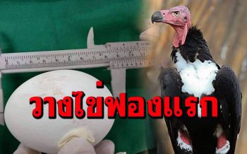 เฮลั่น! กว่า25ปี \'แม่นุ้ย\' พญาแร้งเพิ่งวางไข่ให้เป็นของขวัญคนไทย 1 ฟอง