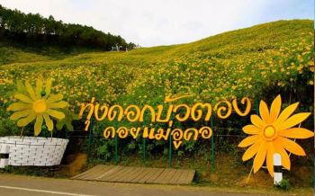 ผลักดันปลูกต้น \'คริสมาสต์-นางพญาเสือโครง\' ยืดท่องเที่ยวทุ่งบัวตองไปอีก 6 เดือน