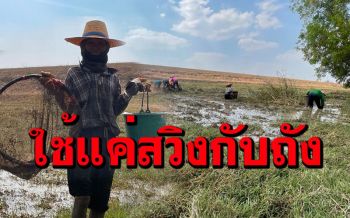 วิถีชาวนายุคโควิด! ยายวัย75พาลูกหลานไปช้อนแมงดาแมงตับเต่าหารายได้เสริม