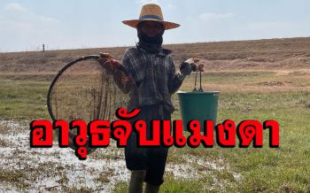 (คลิป)ตามดูวิถีหากินแบบบ้านๆยุคโควิด! ยายพาลูกหลานจับแมงดาขายโดนปลิงเกาะขา