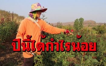 วันวาเลนไทน์! ดอกกุหลาบเมืองเลยขายเกลี้ยงสวนแต่ได้กำไรน้อย เหตุโดนพิษโควิด