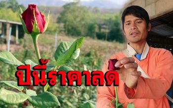 (คลิป)ไปฟังเสียงชาวสวนกุหลาบ! \'วันวาเลนไทน์\'ขายเกลี้ยงสวนแต่ทำไมกำไรน้อย?