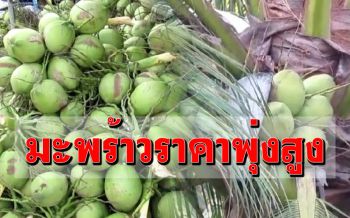 ฉุดไม่อยู่! ‘มะพร้าวฟีเวอร์’เพิ่มพลังชาย ฟิตปั๋ง ราคาออกจากสวนพุ่งลูกละ 15 บาท