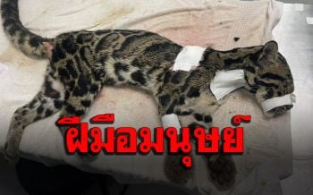 เศร้า! พบ‘เสือลายเมฆ’ สัตว์ป่าคุ้มครองถูกยิงบาดเจ็บ