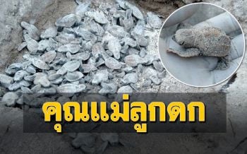 สุดยอดคุณแม่! เปิดสถิติ ‘แม่เต่าศรีสุดา’ ขึ้นวางไข่ 5 รัง ได้ลูกเต่า 558 ตัว