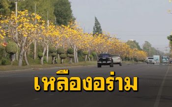 ‘ดอกสุพรรณิการ์’ เหลืองอร่าม นทท.แวะถ่ายรูปเป็นที่ระลึก (คลิป)