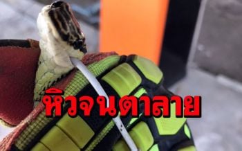 เคยเห็นไหม? งูเขียวพระอินทร์หิวจนตาลายเขมือนสายหูฟังโทรศัพท์(คลิป)