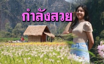 ชมความงามทุ่งดอกไม้สลับสีสันสวยงามกลางหุบ \'เขาหินปูนบ้านมุง\' เนินมะปราง