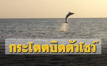 สวยงาม! ‘โลมาปากขวด’ 5 ตัว กระโดดบิดตัวโชว์นานกว่าชั่วโมง