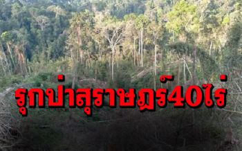 \'ชุดพยัคฆ์ไพร\' ลุยตรวจรุกป่าสุราษฎร์40ไร่เศษ เผยนักการเมืองใต้เอี่ยวตัดไม้