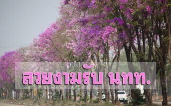 ชมความงาม ‘ดอกเสลา’ บานสะพรั่ง ต้อนรับ นทท.