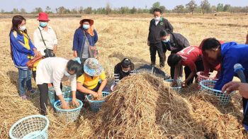 บทความพิเศษ : กสก.ชวนเกษตรกรหยุดเผาคืนชีวิตให้ดิน  นำเศษวัสดุเหลือใช้ในพื้นที่สร้างมูลค่าเพิ่ม
