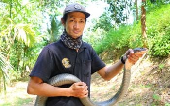 เปิดใจ‘แบม สิมิลัน มือปราบอสรพิษ’...จับ‘จงอาง’ไม่ยากเท่าหาที่ปล่อย