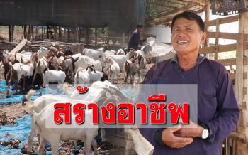 ชาวนาบางระกำหันมาเลี้ยงแพะสร้างรายได้เลี้ยงครอบครัว