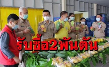 ชาวสวนมะม่วงราชบุรีเฮ! สยามแม็คโครรับซื้อ2พันตันกระจายสู่สาขาทั่วประเทศ