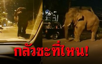 \'เจ้าเบี่ยงใหญ่\'ท้าทายมาก ตำรวจไล่เข้าป่า..ไม่ไป หยิบผลไม้กินเฉย!!