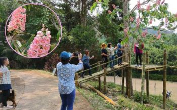 เยือน‘สถานีวิจัยต้นน้ำขุนสถาน’ เซลฟี่‘ดอกชมพูภูคา’บานสะพรั่ง รับนักท่องเที่ยว