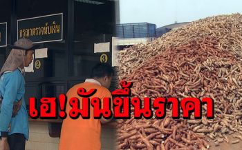 เกษตรกรเฮ! ราคามันสำปะหลังใกล้ทะลุ 3 บาทต่อกิโลกรัม