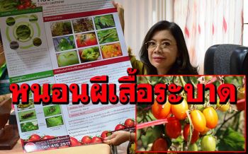 นครพนมเตือน! \'หนอนผีเสื้อชอนใบมะเขือเทศ\'ระบาด แนะไถพรรนตากดิน-เผาฝังกลบ