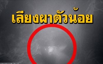 ฮือฮา! พบเลียงผาตัวน้อยกินหญ้าบนเทือกเขาพนมเบญจาครั้งแรกในรอบหลายปี(คลิป)