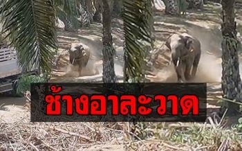 ช้างลากไม้แทงควาญสาหัส! ปศุสัตว์พังงายิงยาสลบจับ คาดอากาศร้อน-ตกมันอาละวาด