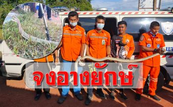 ผวา! ‘จงอาง’ยาว4เมตร โผล่ใต้มัสยิดแผ่แม่เบี้ยสู้ก่อนถูกจับปล่อยคืนธรรมชาติ
