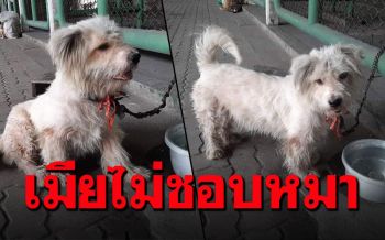 สงสารจับใจ! \'น้องหมา\'ถูกทิ้งไว้ใต้ทางด่วน เพราะเจ้าของทะเลาะกับเมีย