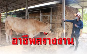 อดีตพนง.บริษัทเปิดฟาร์มโคเนื้อปล่อยเลี้ยงตามธรรมชาติ สร้างรายได้งาม