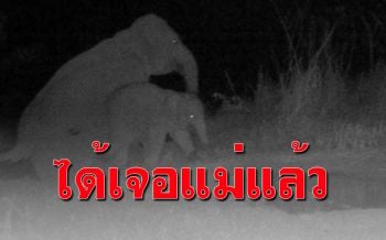 กลับสู่อ้อมกอด! ลูกช้างได้พบแม่​แล้ว หลังสัตวแพทย์เข้าช่วยแม่ที่นอนป่วย