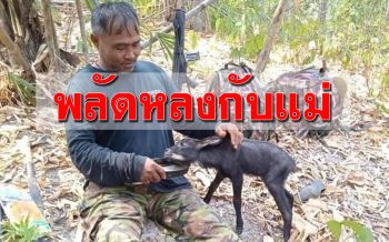 นาทีชีวิต! ‘ลูกเลียงผา’พลัดหลงแม่กลางป่าถูกสุนัขจิ้งจอกไล่ล่า (คลิป)