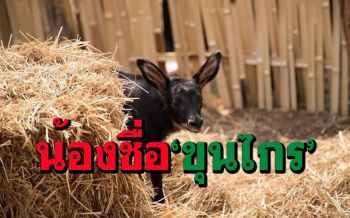 ผู้ว่าฯสุโขทัยตั้งชื่อ\'ขุนไกร\'ลูกเลียงผากำพร้าแม่ยอมเป็นเหยื่อสุนัขจิ้งจอกให้ลูกรอด