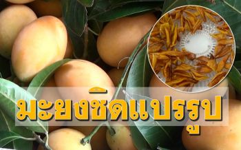 ชาวสวนมะยงชิดเนินมะปราง เร่งส่งออกและแปรรูปอบแห้งเพิ่มมูลค่า