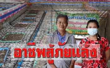 ชาวนาสู้ภัยแล้งหันมาเลี้ยง ‘จิ้งหรีด’ ต้นทุนน้อยสร้างรายได้งาม