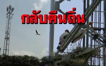 \'นกกาบบัว กลับคืนถิ่นมาทำรังวางไข่บนเสาสัญญาณโทรศัพท์ที่เคยอาศัย