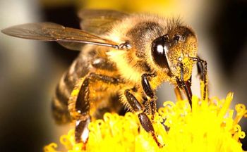 วิทยาศาสตร์ สำหรับเยาวชน : ‘ผึ้งชันโรง’แมลงผู้ช่วยเกษตรกรปลูกกาแฟอาราบีก้า