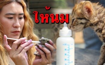ต่อชีวิต \'ลูกแมวดาว\' พลัดหลงจากแม่สู่สมาชิกใหม่ \'เขาประทับช้าง\'