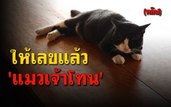 (คลิป) \'แมวเจ้าโทน\' ให้เลขแล้ว ใช้หางเขี่ยกระดาษเลขเสี่ยงทายให้คอหวย