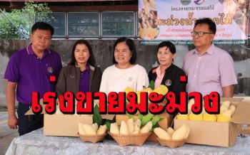 สหกรณ์บุรีรัมย์เร่งกระจายมะม่วงน้ำดอกไม้สีทองออกตลาดช่วยเกษตรกร