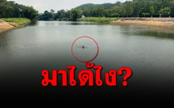 เร่งช่วยเหลือ ‘โลมา’  2ตัว หลงเข้ามาหน้าประตูน้ำเขาสมิง