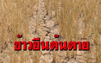ชาวนาพิจิตรเสี่ยงทำนาหน้าแล้ง! จำใจปล่อย\'ข้าวนาปรัง\'ยืนต้นตาย