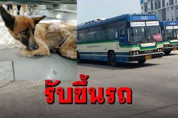พี่รถเมล์ใจดี รับน้องหมาจรขึ้นรถ ระหว่างเดินหลงขึ้นทางด่วนแจ้งวัฒนะ