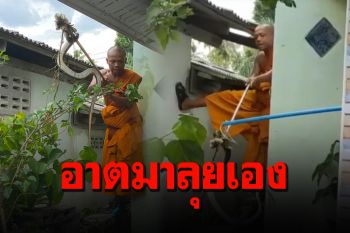 โยมไม่ต้อง! รก.เจ้าอาวาสวัดดังเมืองคอนจับงูเห่าเลื้อยเข้าบ้านญาติโยม (คลิป)