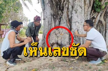 เห็นเลขชัด! ชาวบ้านส่องเลขเด็ดต้นโพธิ์แปลกมีปุ่มงอกออกมาคล้ายอวัยวะเพศชาย (คลิป)