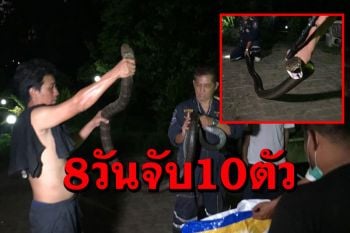 เปิดสถิติจับ\'จงอาง\'8วันเลื้อยเข้าบ้าน ปชช.10 ตัวเผยสาเหตุอากาศร้อน