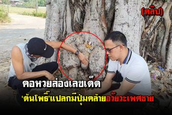 (คลิป) คอหวยส่องเลขเด็ด ‘ต้นโพธิ์’ แปลกมีปุ่มงอกออกมาคล้ายอวัยวะเพศชาย
